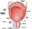 Urogyaecology